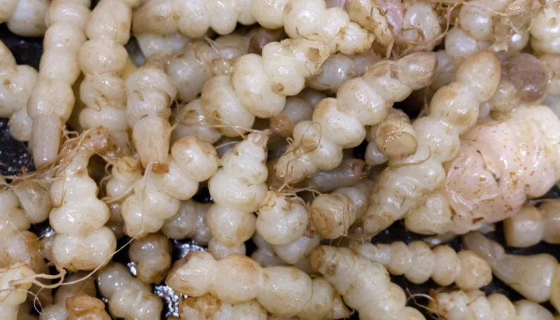Crosnes sautés à l'ail