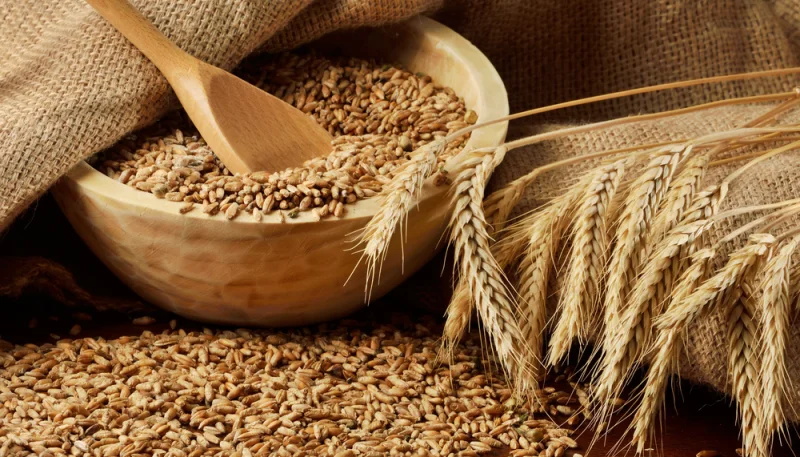Les céréales sont-elles indispensables à notre alimentation ?