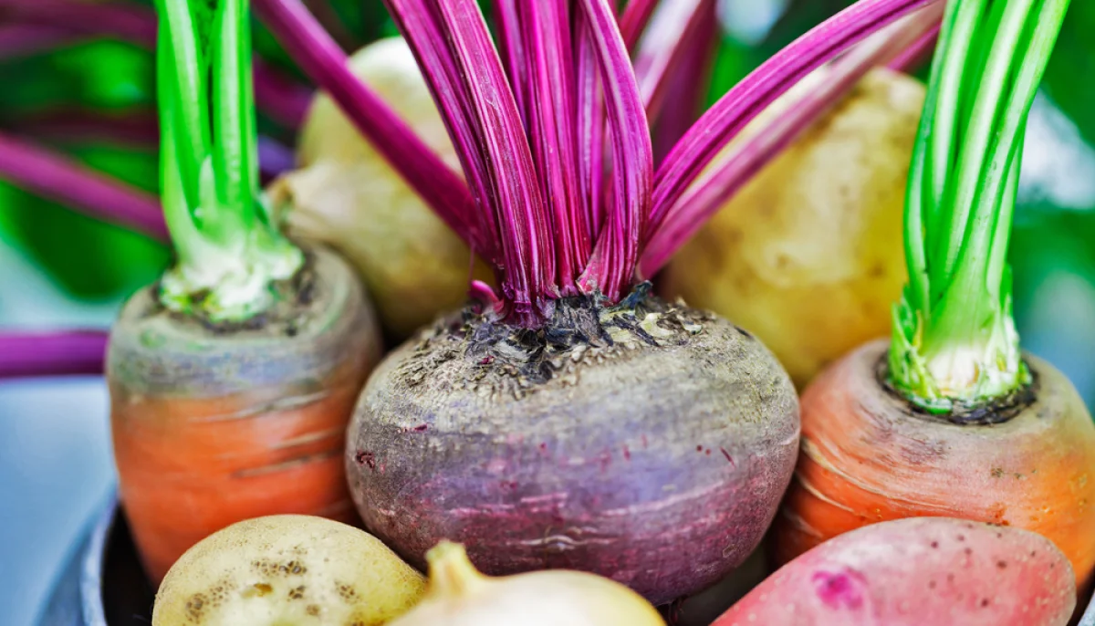 Les légumes racines