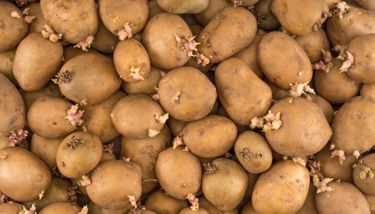 Empêcher les pommes de terre de germer