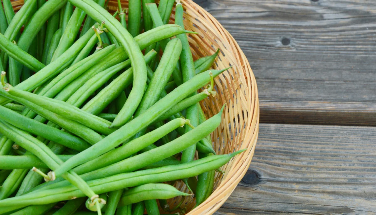 Le haricot vert