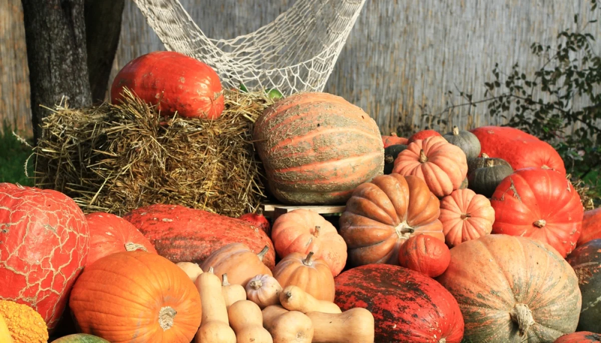 Novembre : top 5 des légumes du mois