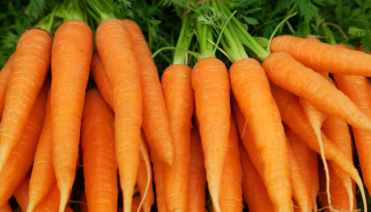 La carotte