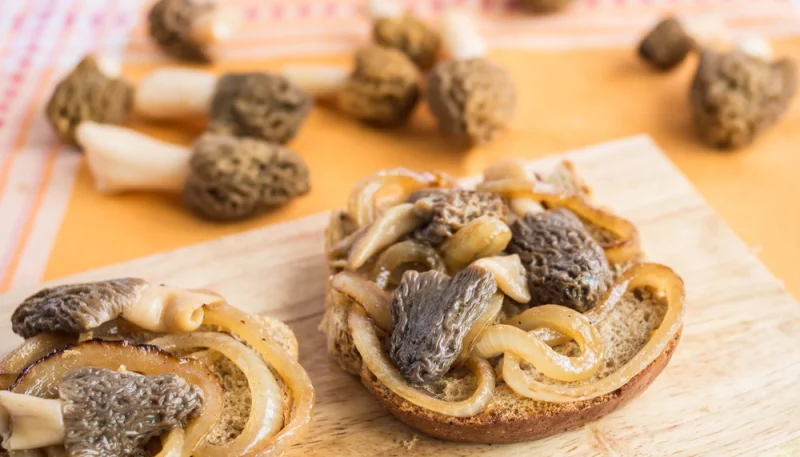 Croûte aux morilles