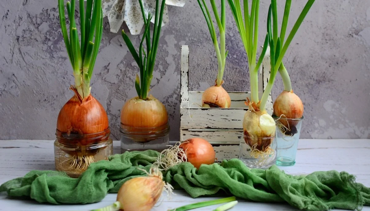 Pourquoi vous devriez dormir avec un oignon dans votre chambre ?