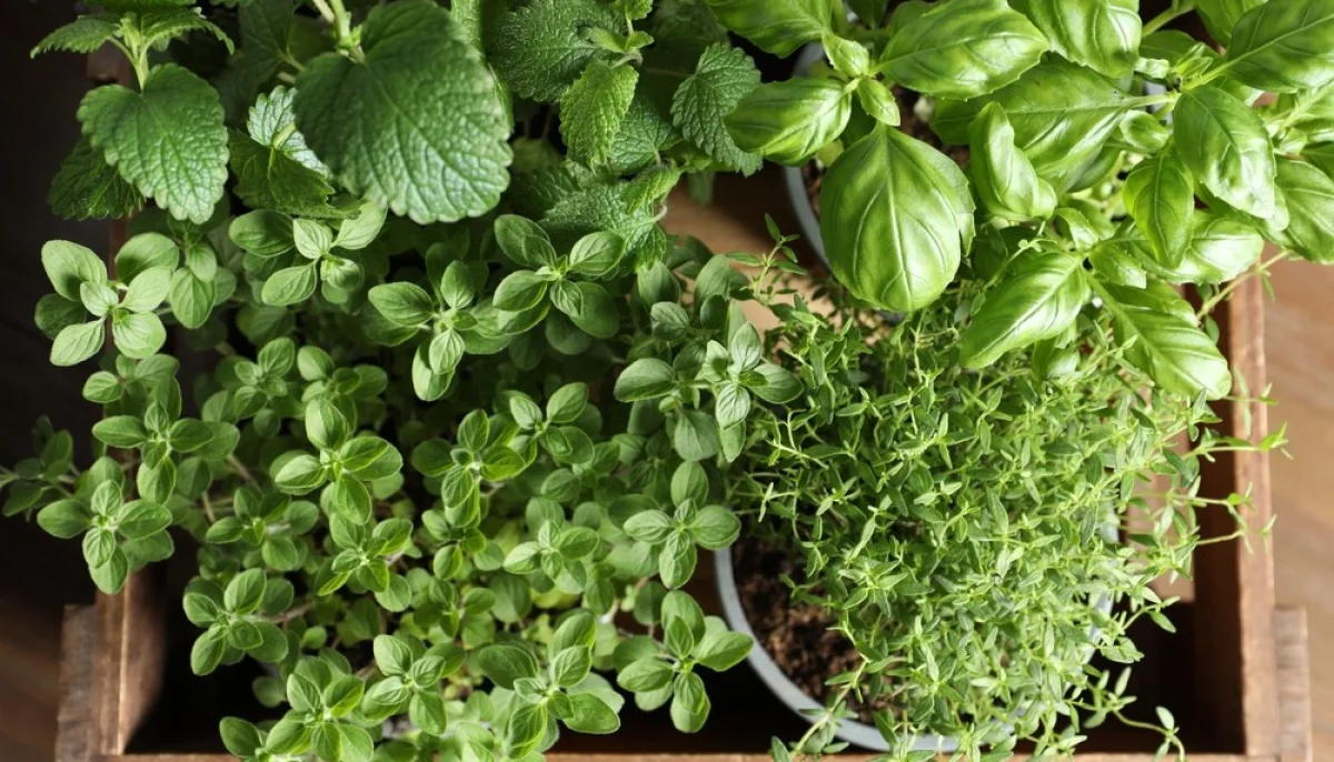 Les bienfaits des herbes fraîches en cuisine et comment les utiliser