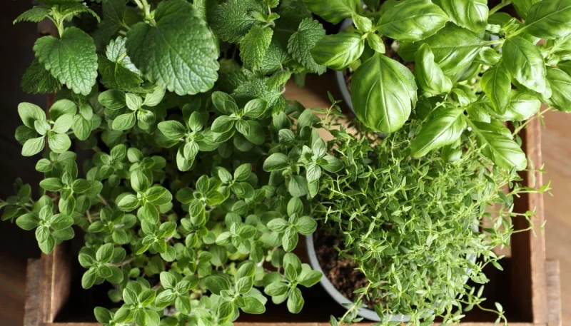 Les bienfaits des herbes fraîches en cuisine et comment les utiliser