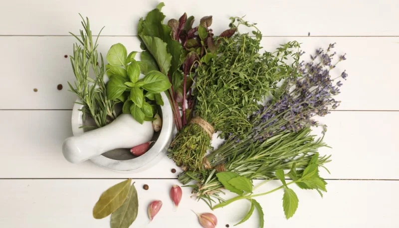 Les herbes aromatiques : un trésor de saveurs en cuisine