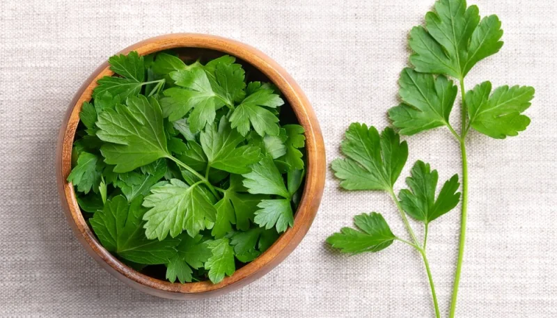 Persil : Un ingrédient puissant à redécouvrir en cuisine