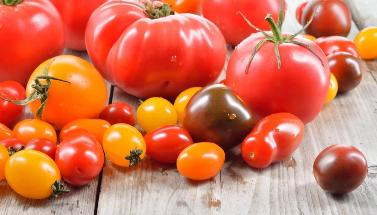 Tomates en cuisine : variétés, bienfaits et recettes savoureuses