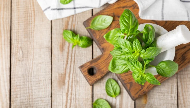 Le basilic : une herbe aromatique incontournable en cuisine