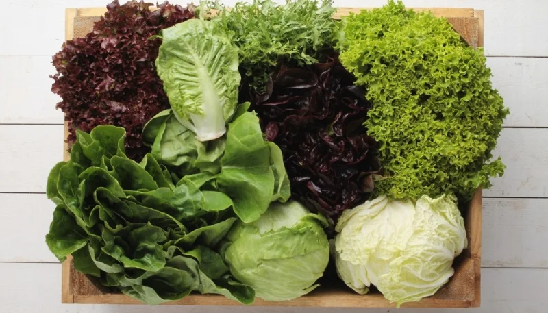 Tout savoir sur la salade : un allié frais et varié en cuisine