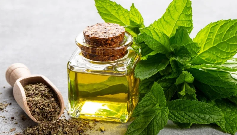 La menthe : une herbe aromatique pleine de fraîcheur et de saveurs