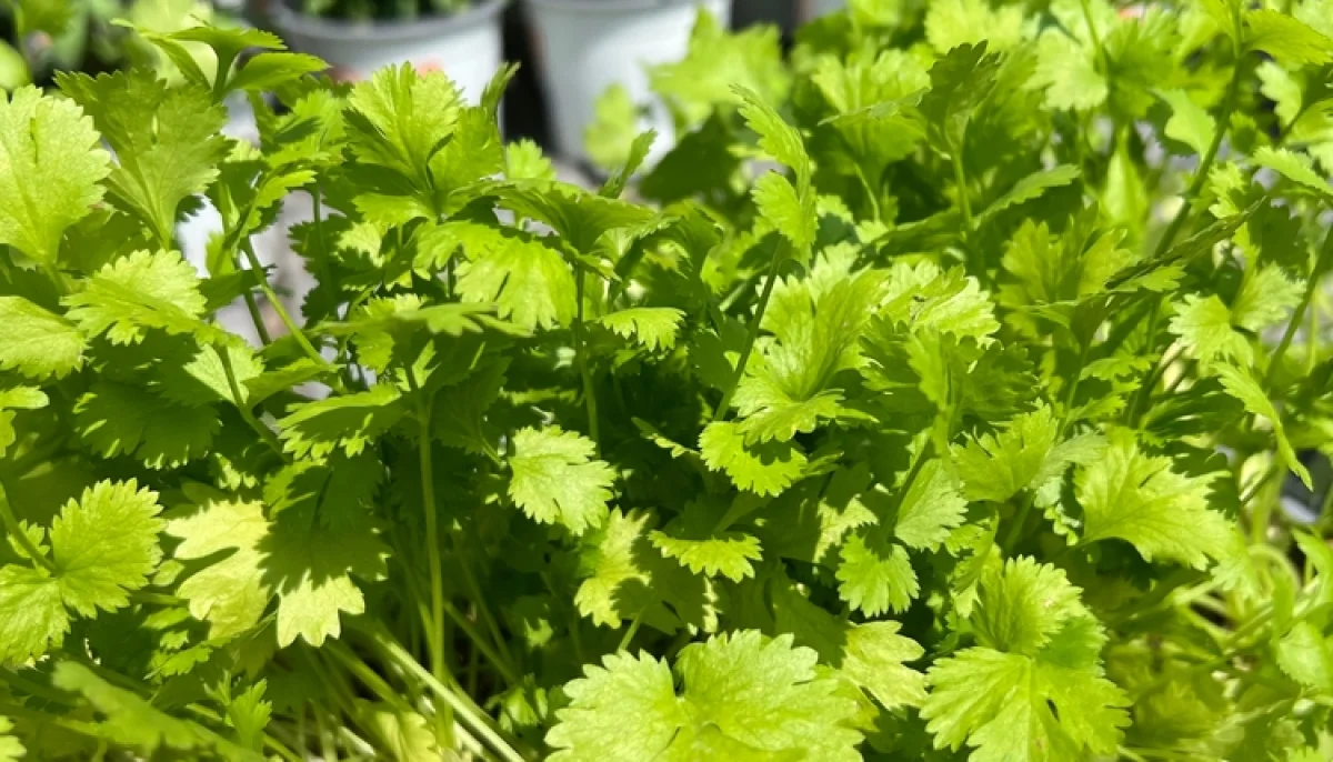 Les herbes aromatiques faciles à cultiver chez soi