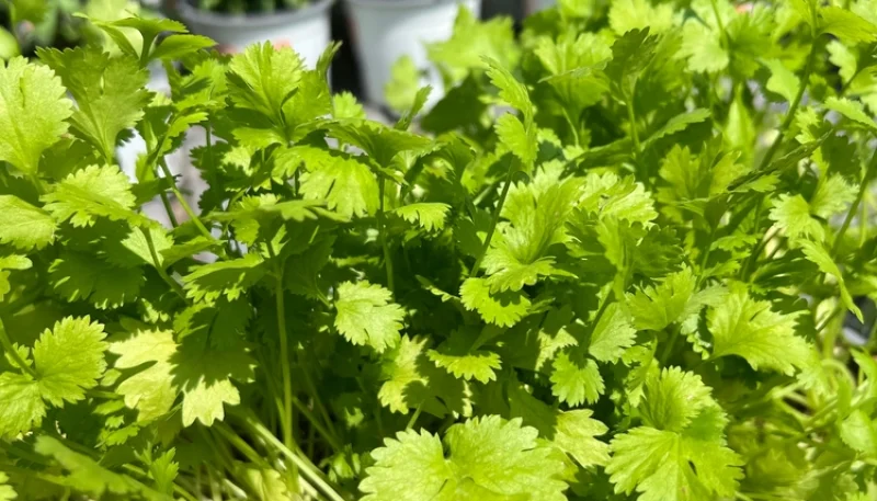 Les herbes aromatiques faciles à cultiver chez soi