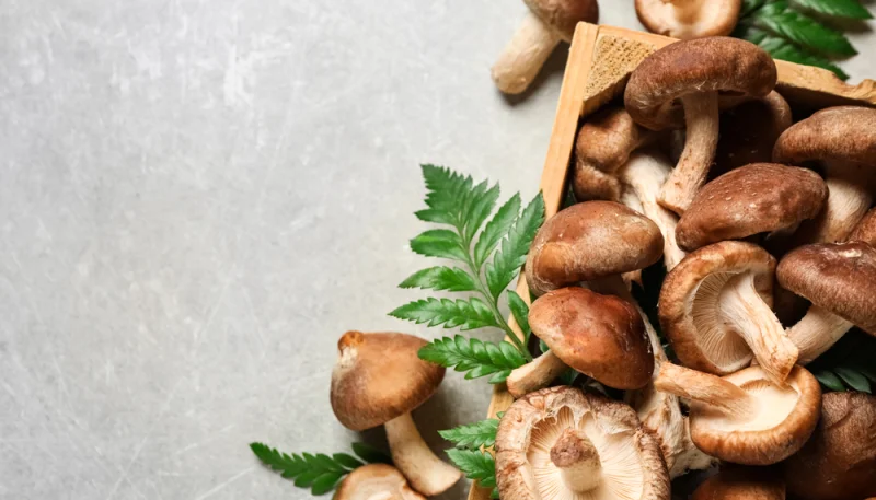 🍄 Champignons : ces 5 erreurs de conservation que tout le monde fait (et comment les éviter)